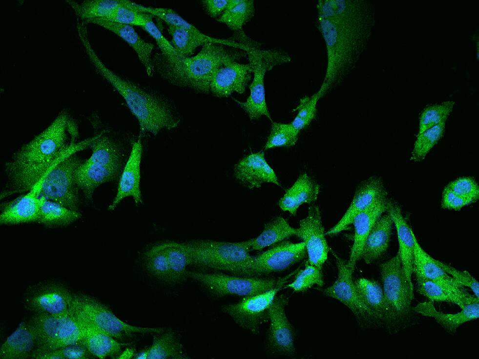 GSK-3 alpha Antibody - BSA Free