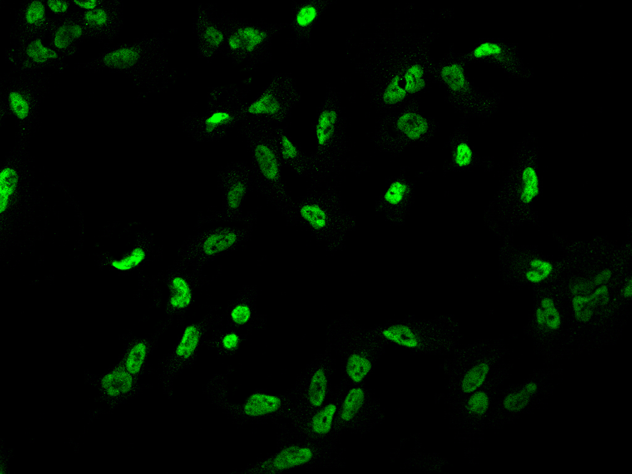 TIF1 gamma Antibody - BSA Free