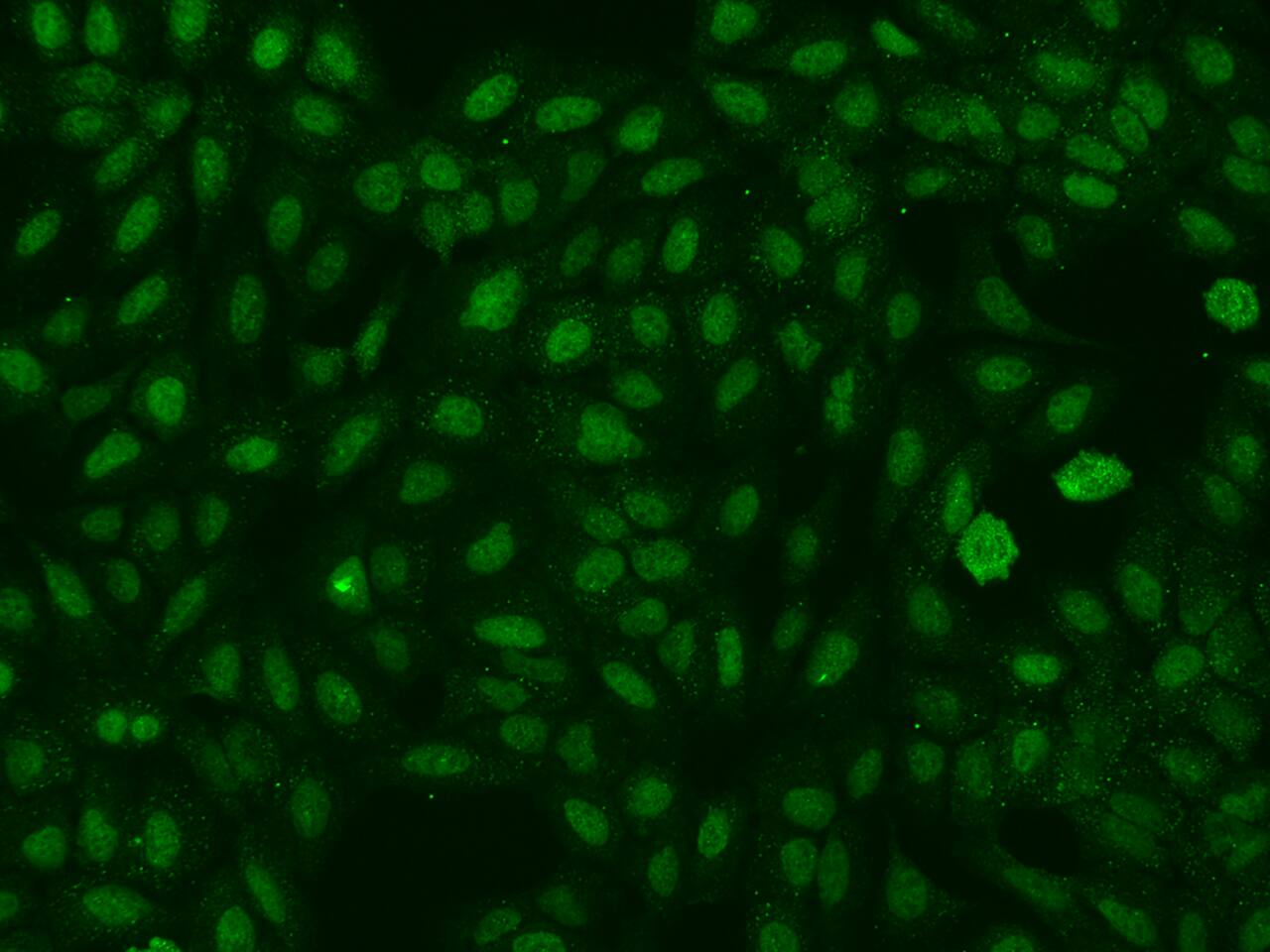 A2BP1 Antibody - BSA Free
