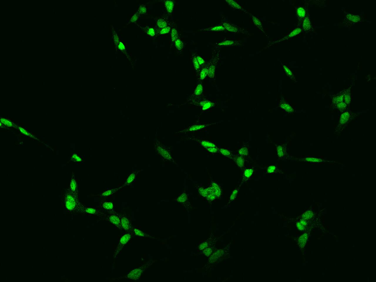 TGIF2LX Antibody - BSA Free