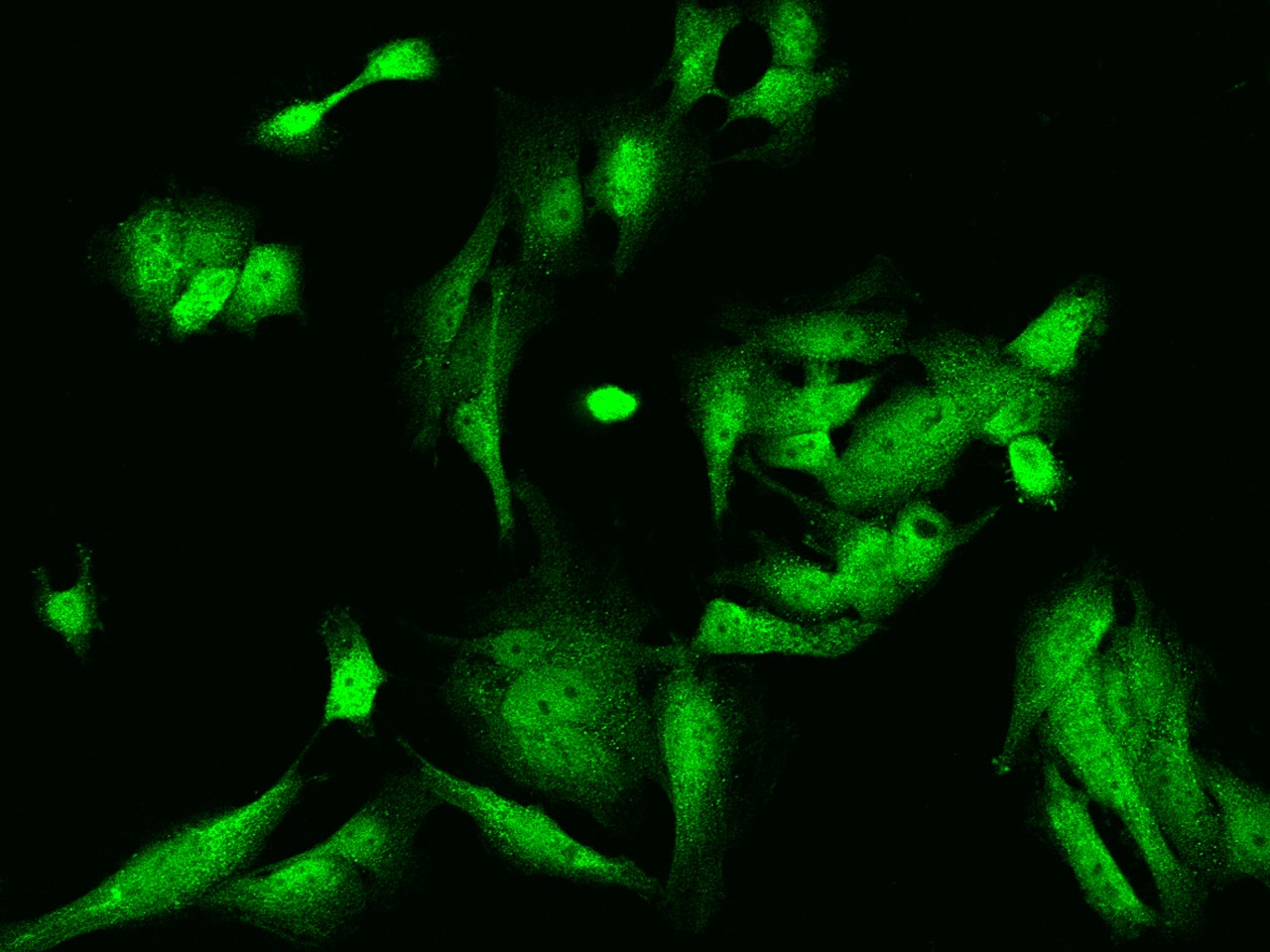 NRK Antibody - BSA Free