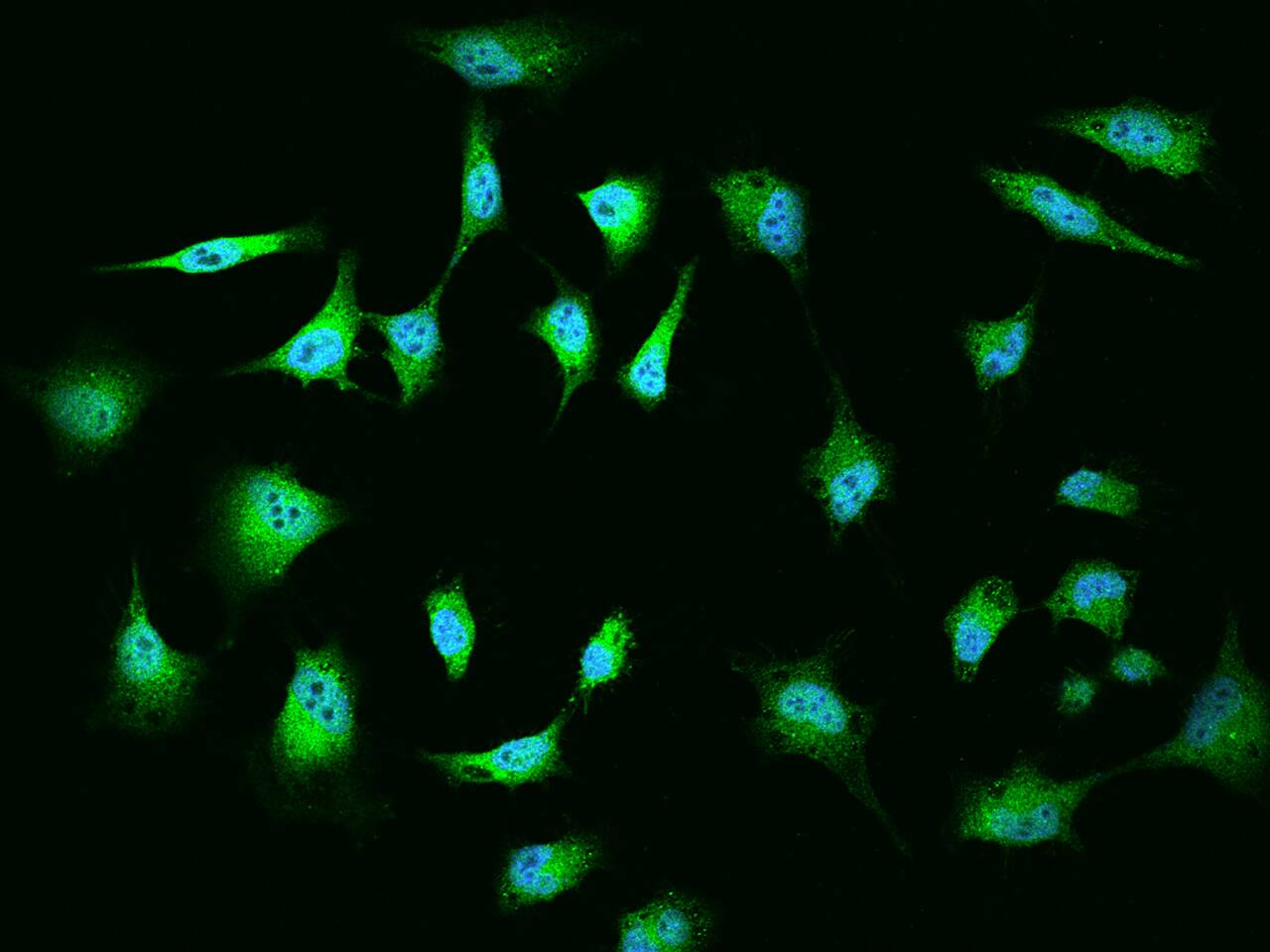 MGA Antibody - BSA Free