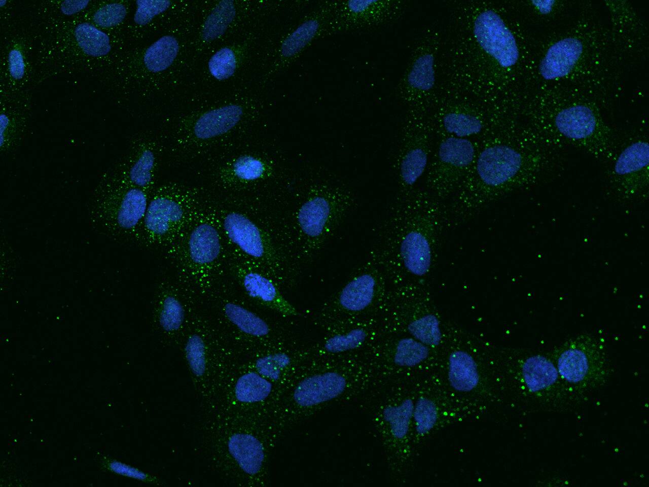 SMIM5 Antibody - BSA Free