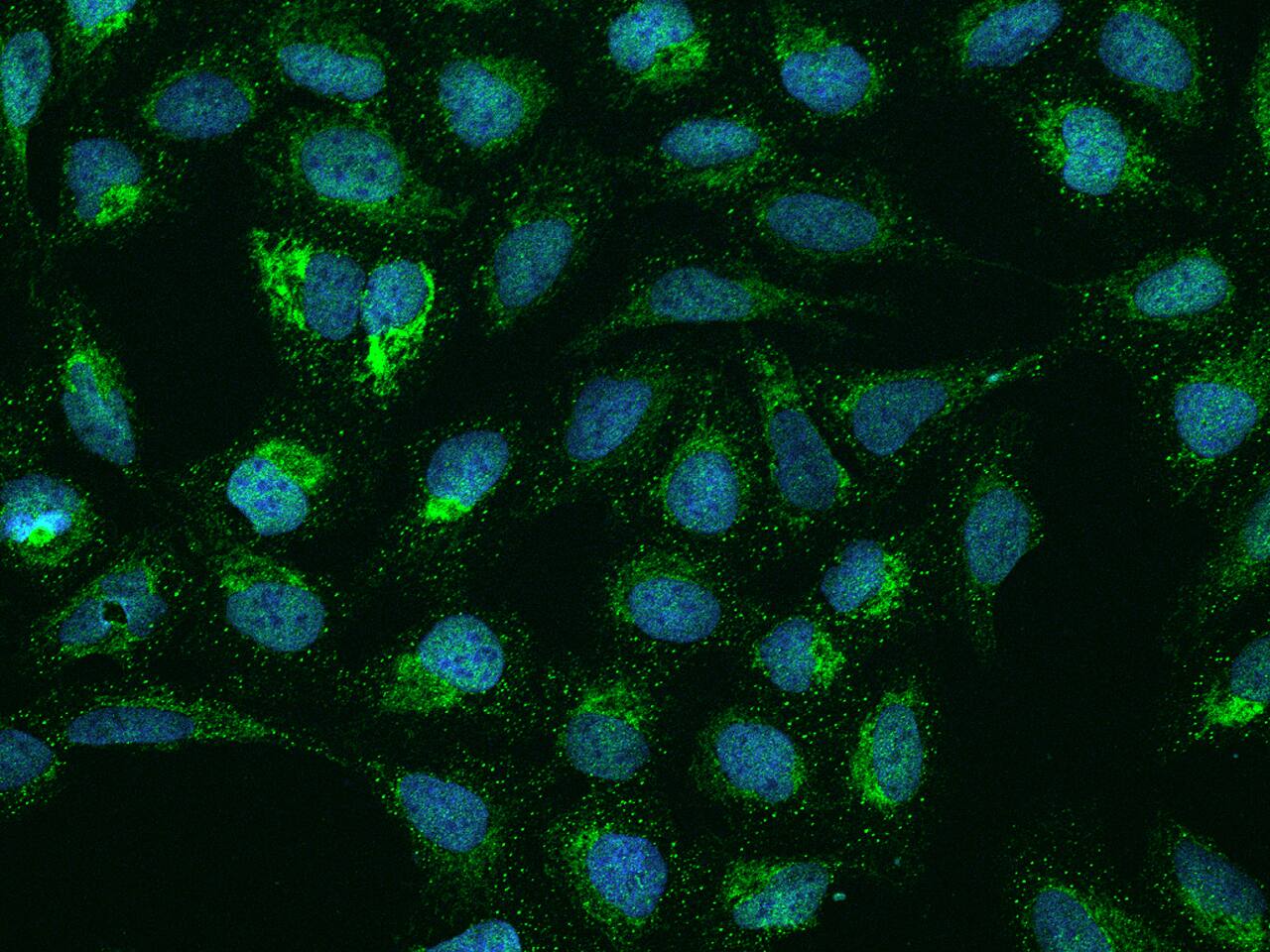 SMIM4 Antibody - BSA Free