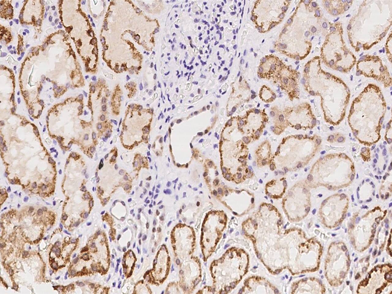 GLYATL1 Antibody - BSA Free