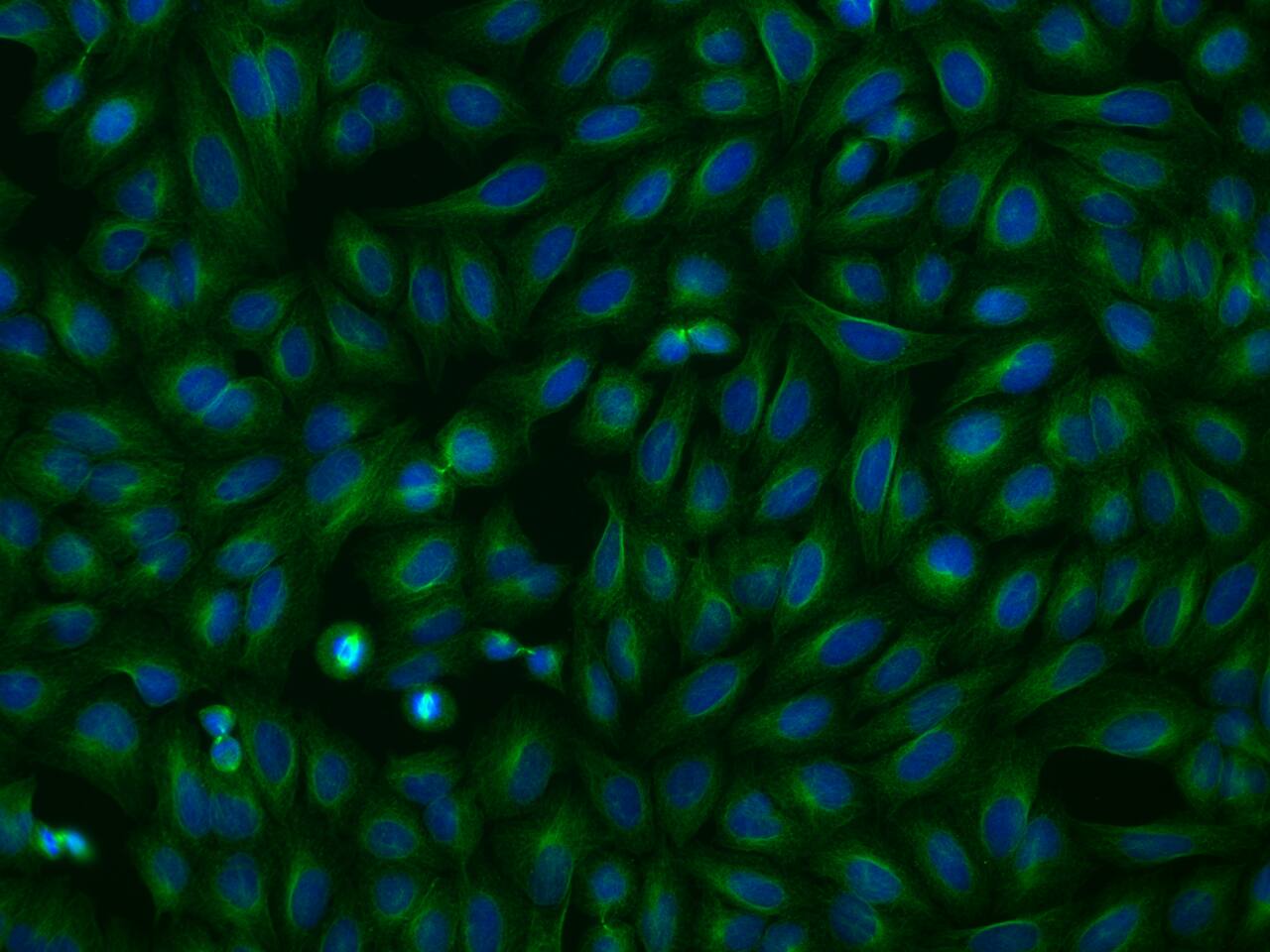 OPAL1 Antibody - BSA Free