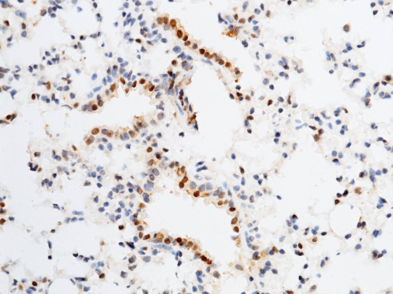 Follistatin-related Gene Protein/FLRG/Fstl3 Antibody - Azide and BSA Free