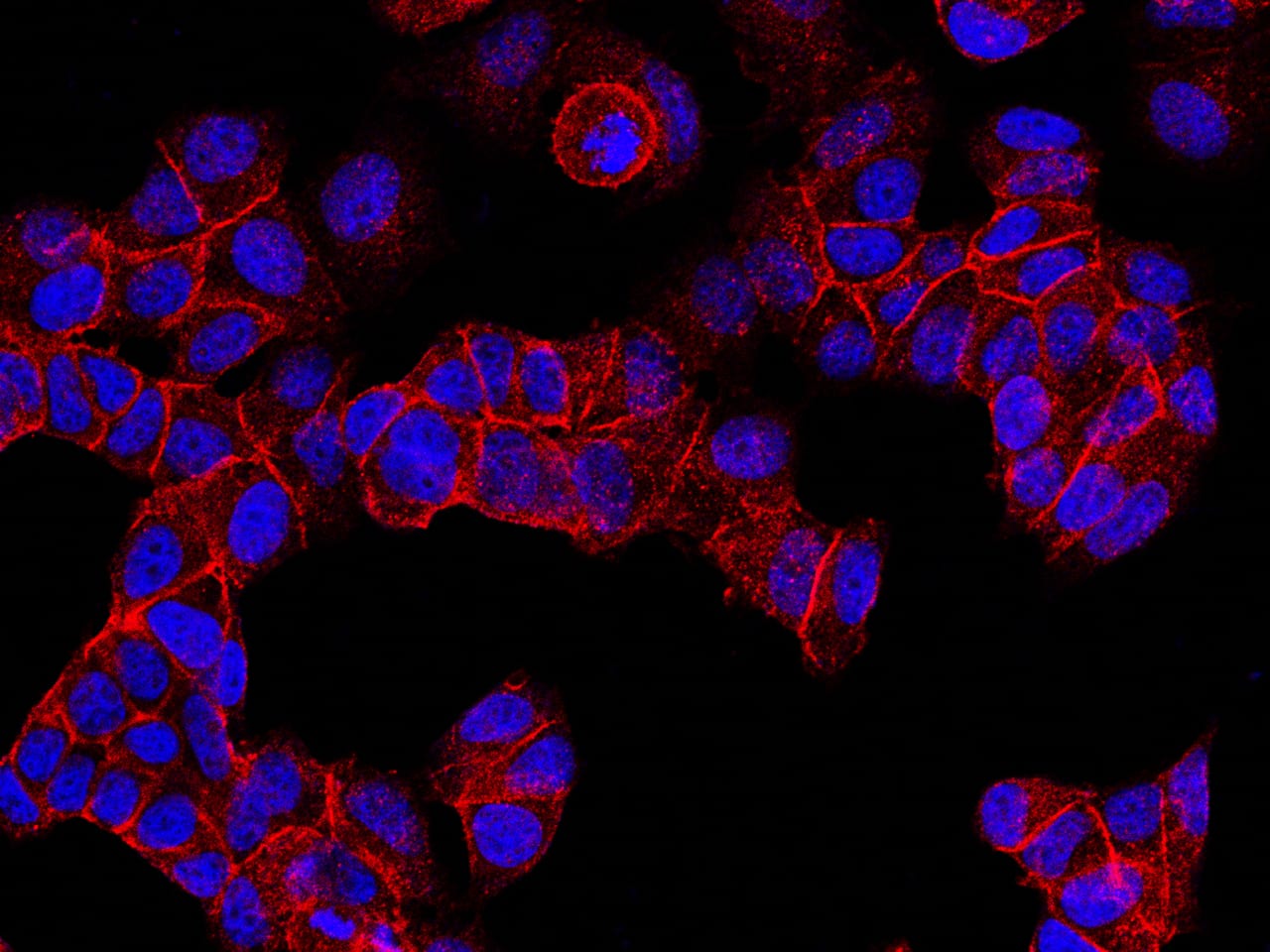 E-Cadherin Antibody - Azide and BSA Free