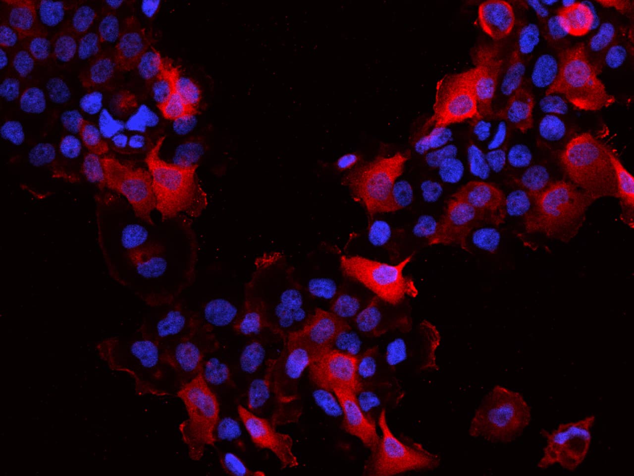 SLK Antibody - BSA Free