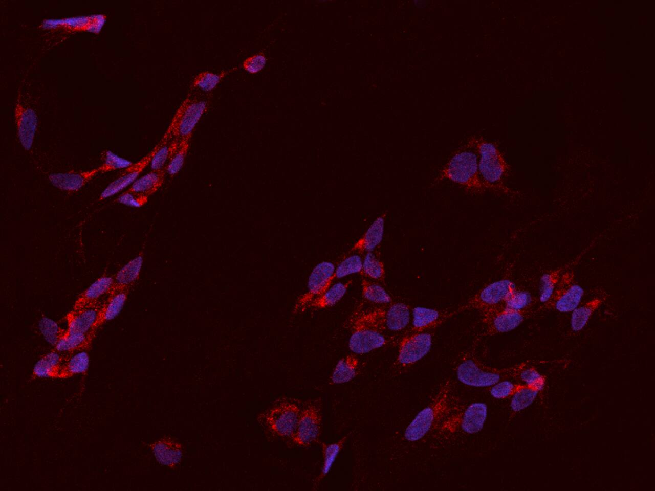MRPS21 Antibody - BSA Free