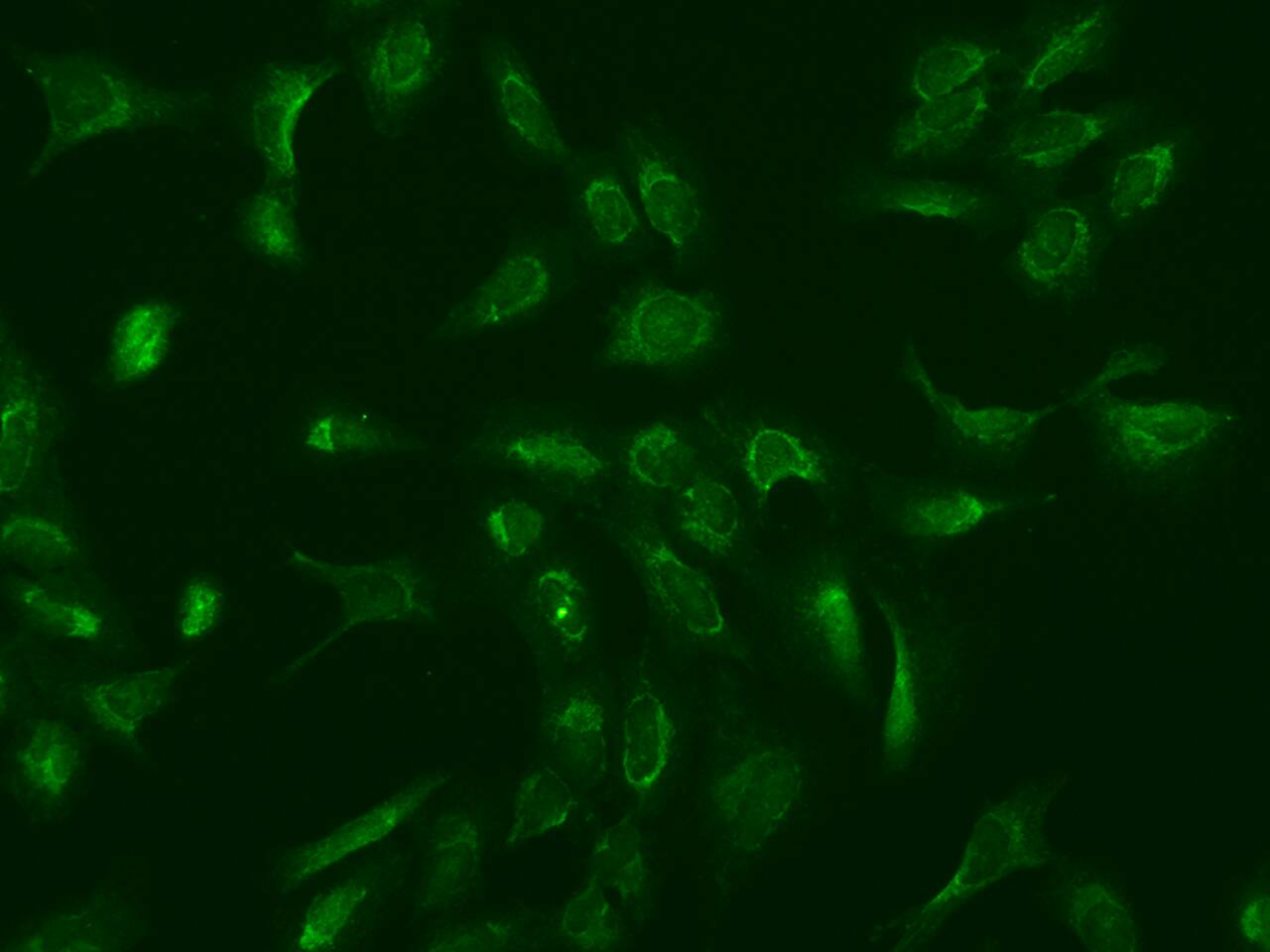 MRPS25 Antibody - BSA Free
