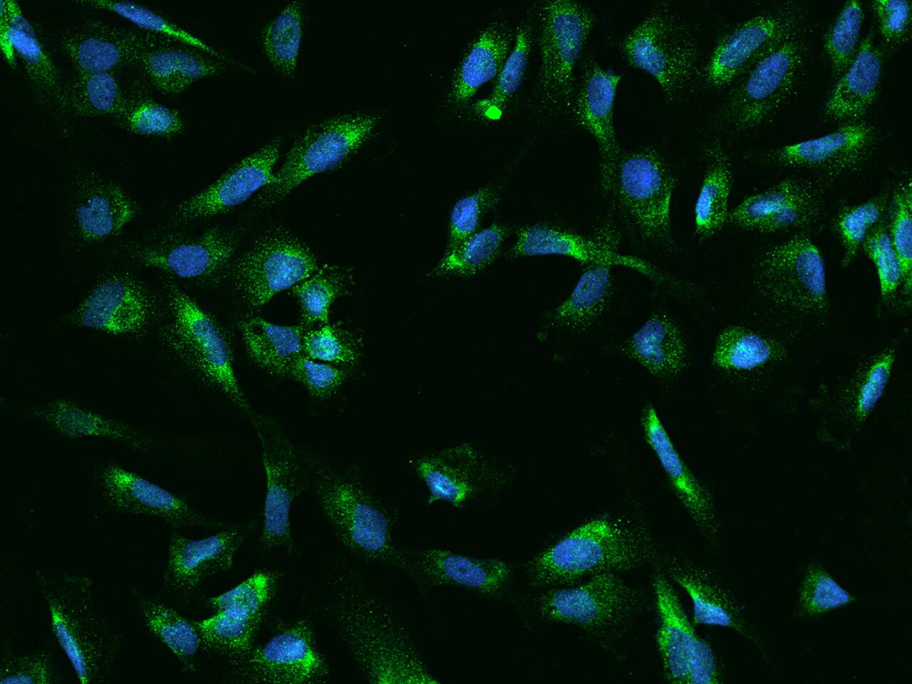 UCKL1 Antibody - BSA Free