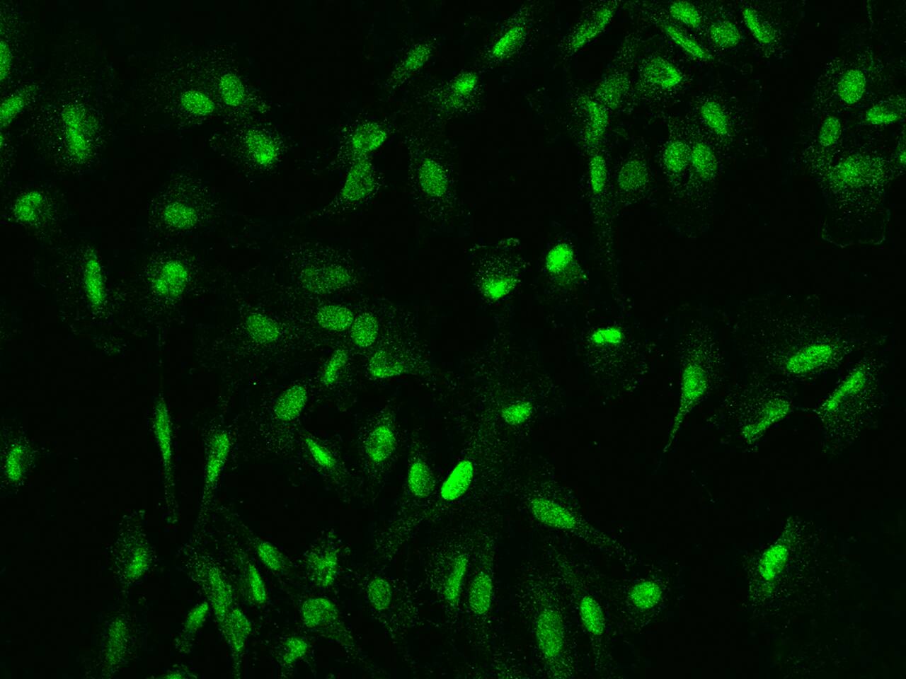 DDX46 Antibody - BSA Free