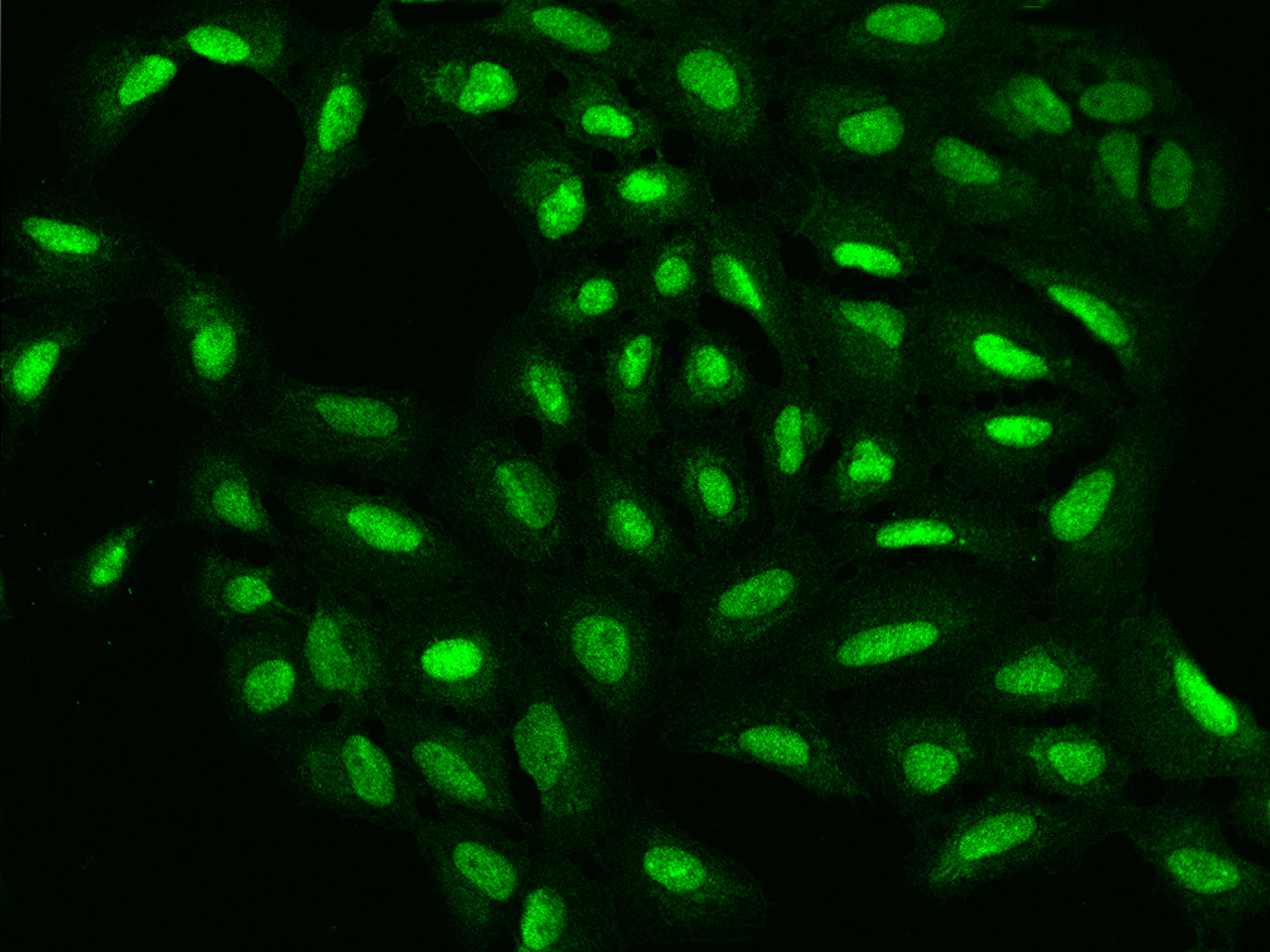 PPIG Antibody - BSA Free