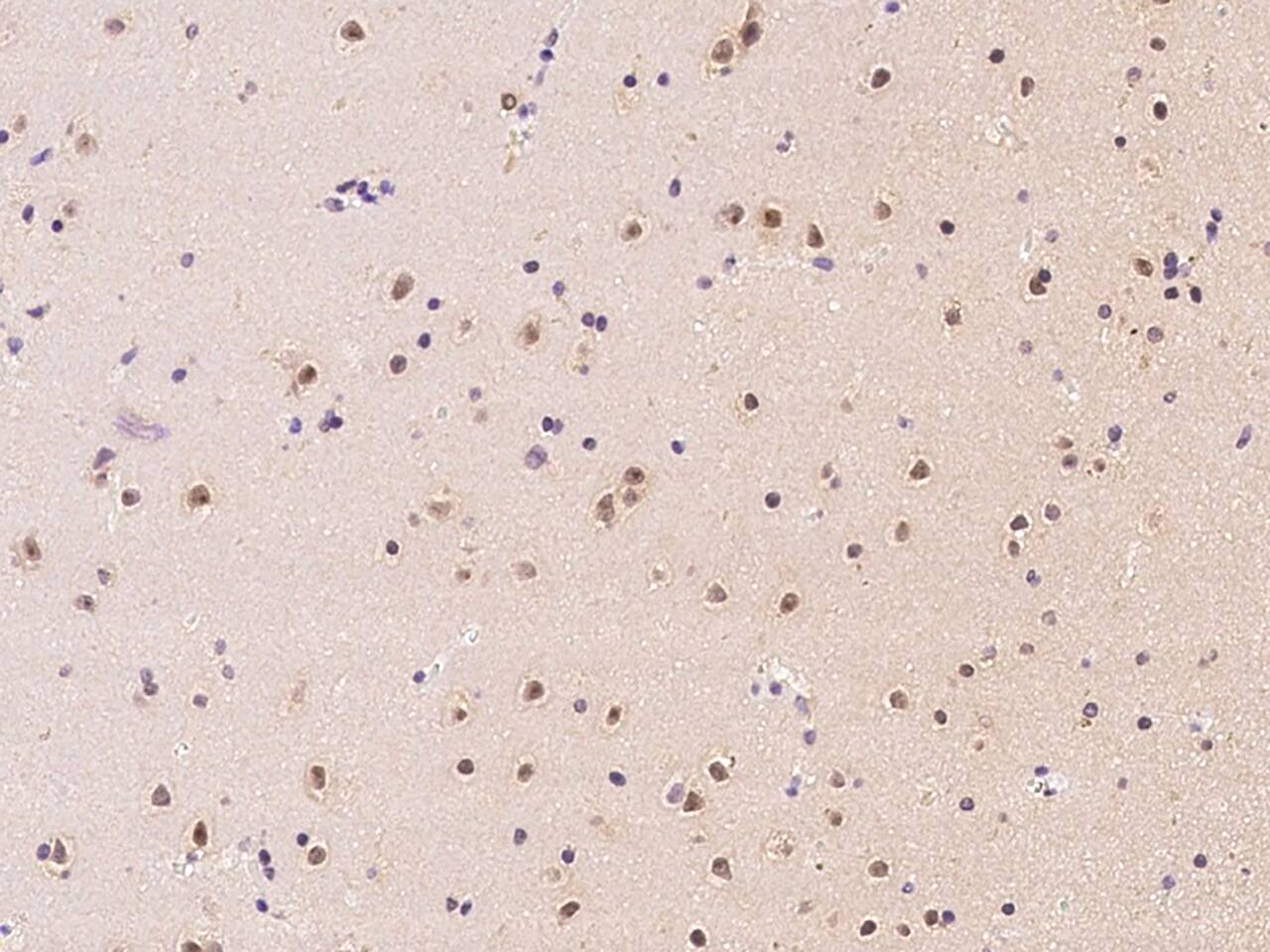 Aprataxin Antibody - BSA Free