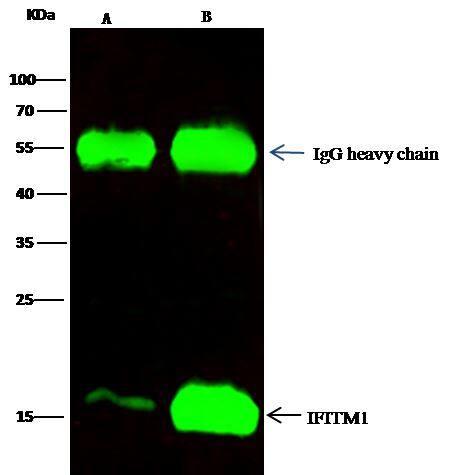 IFITM1 Antibody IFITM1 Antibody