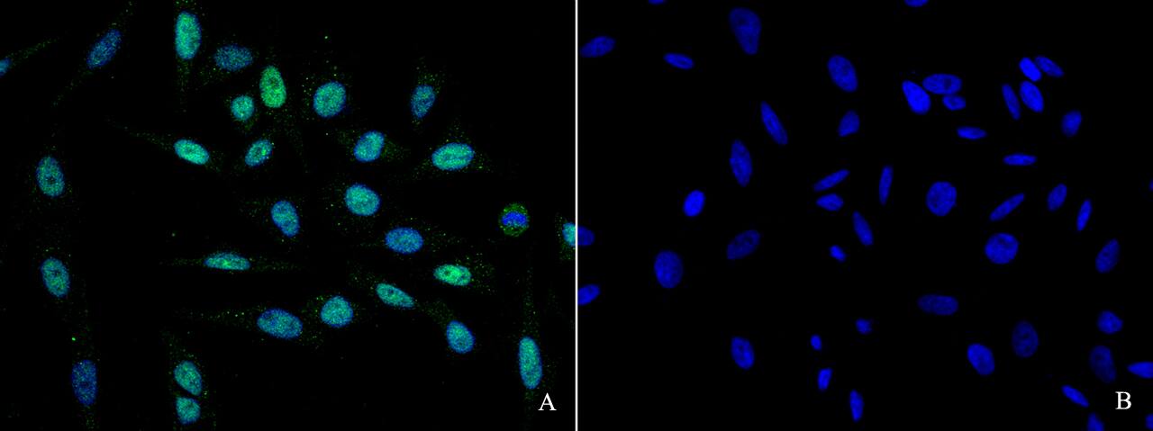 HNF1 Antibody - Azide and BSA Free