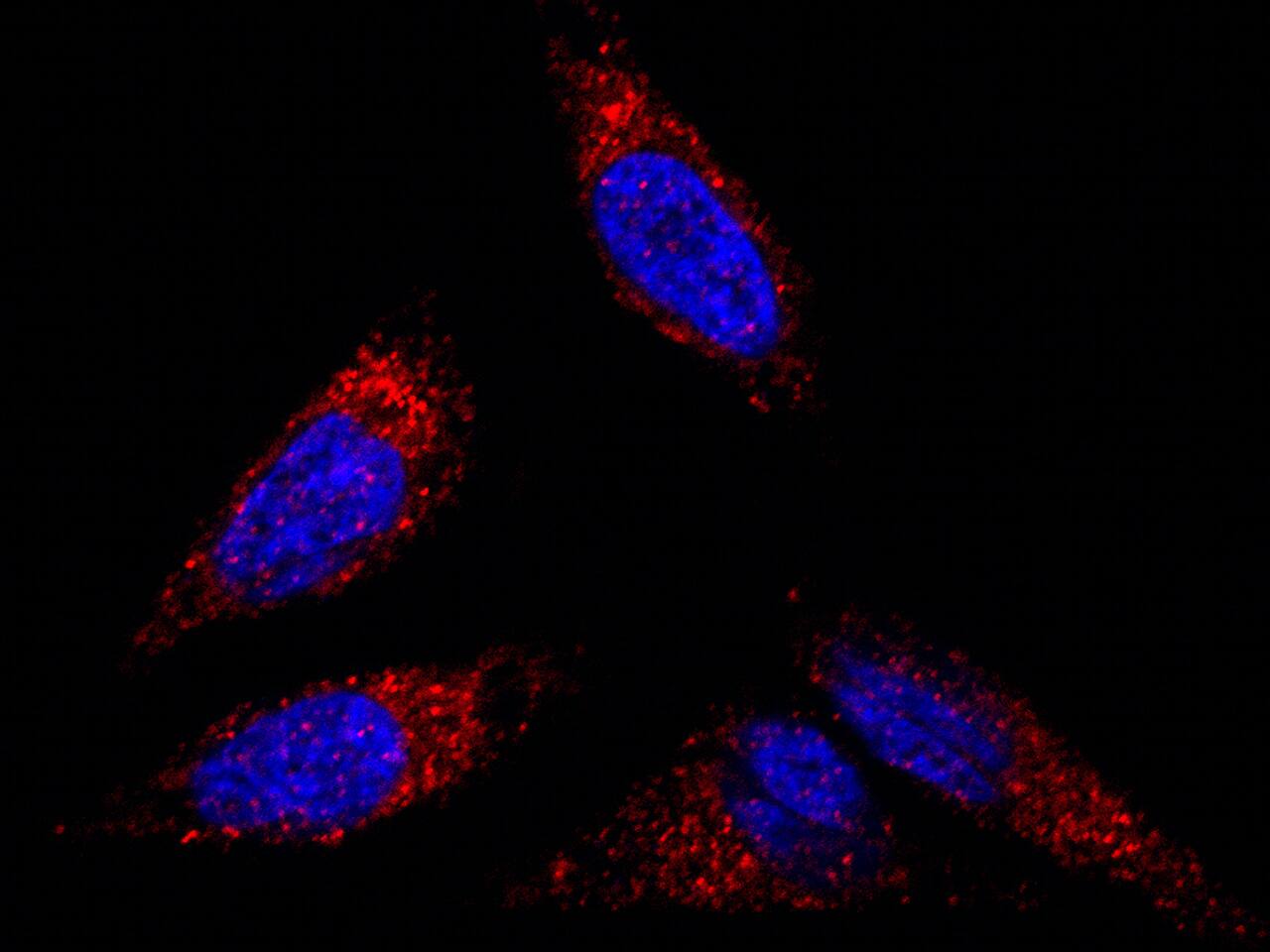 Flotillin 2 Antibody - Azide and BSA Free