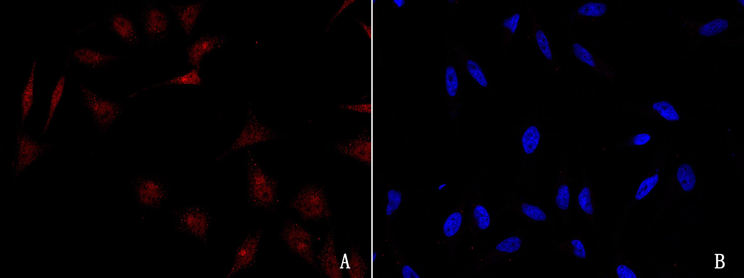 GADD153/CHOP Antibody - Azide and BSA Free