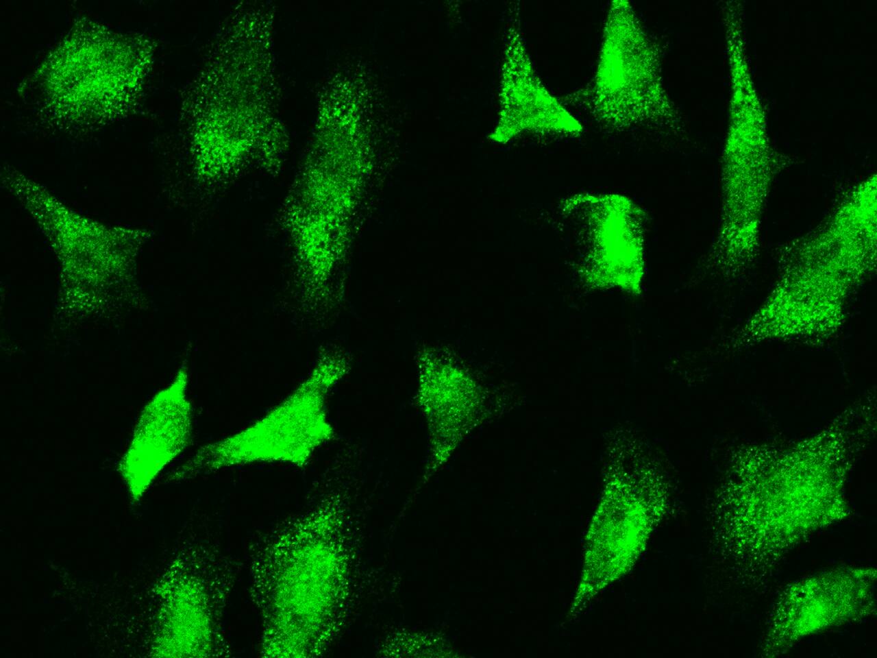 GADD153/CHOP Antibody - Azide and BSA Free