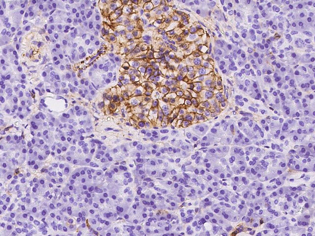 Annexin A6 Antibody - Azide and BSA Free