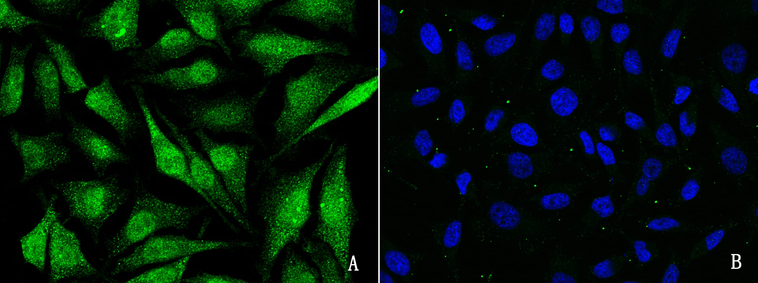 CBP/KAT3A Antibody - Azide and BSA Free