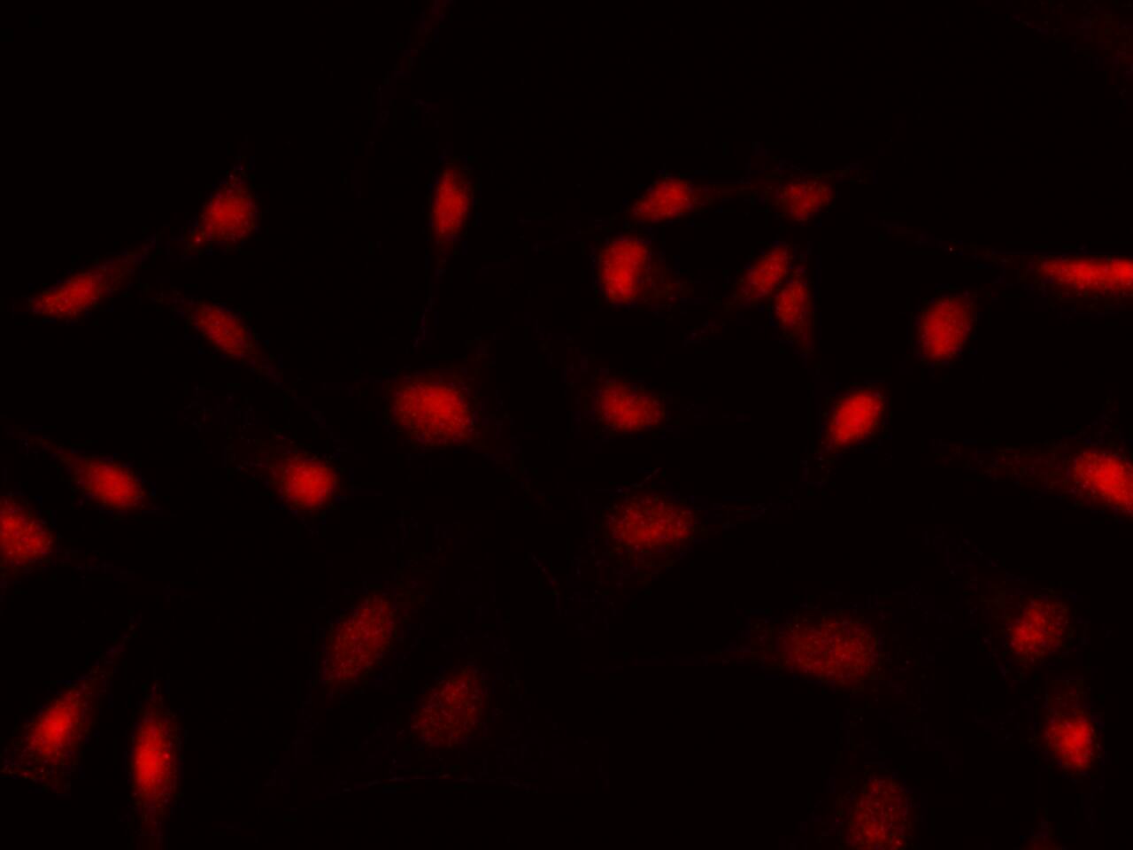 BCOR Antibody - Azide and BSA Free