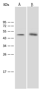 SGK1 Antibody - Azide and BSA Free