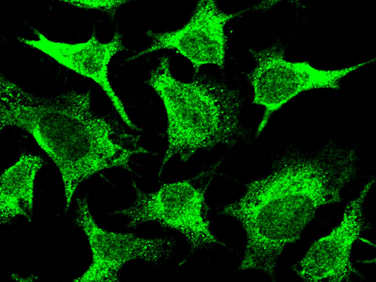 DDB1 Antibody - Azide and BSA Free