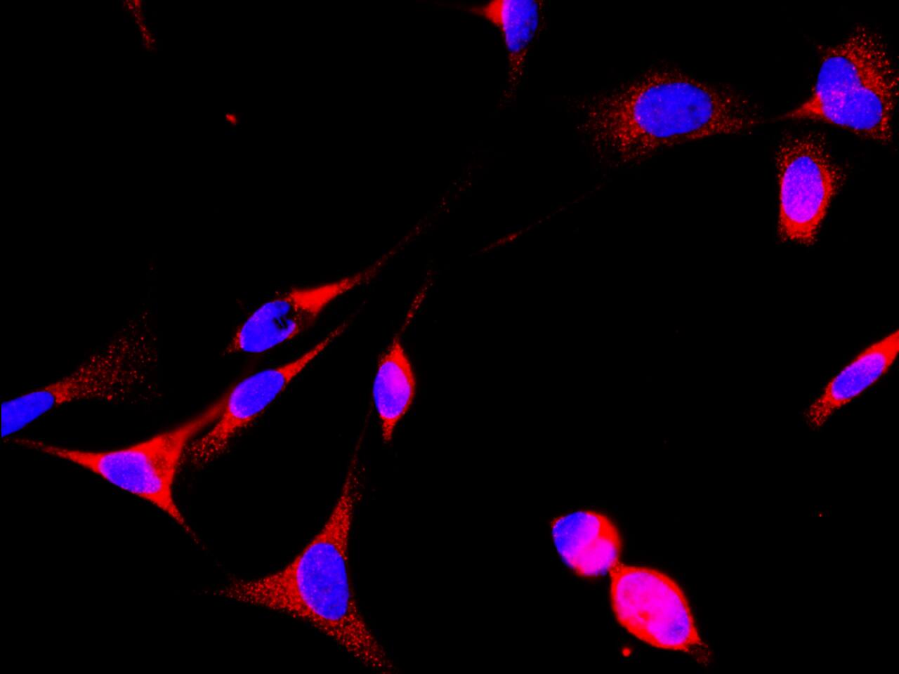 GAS2 Antibody - Azide and BSA Free