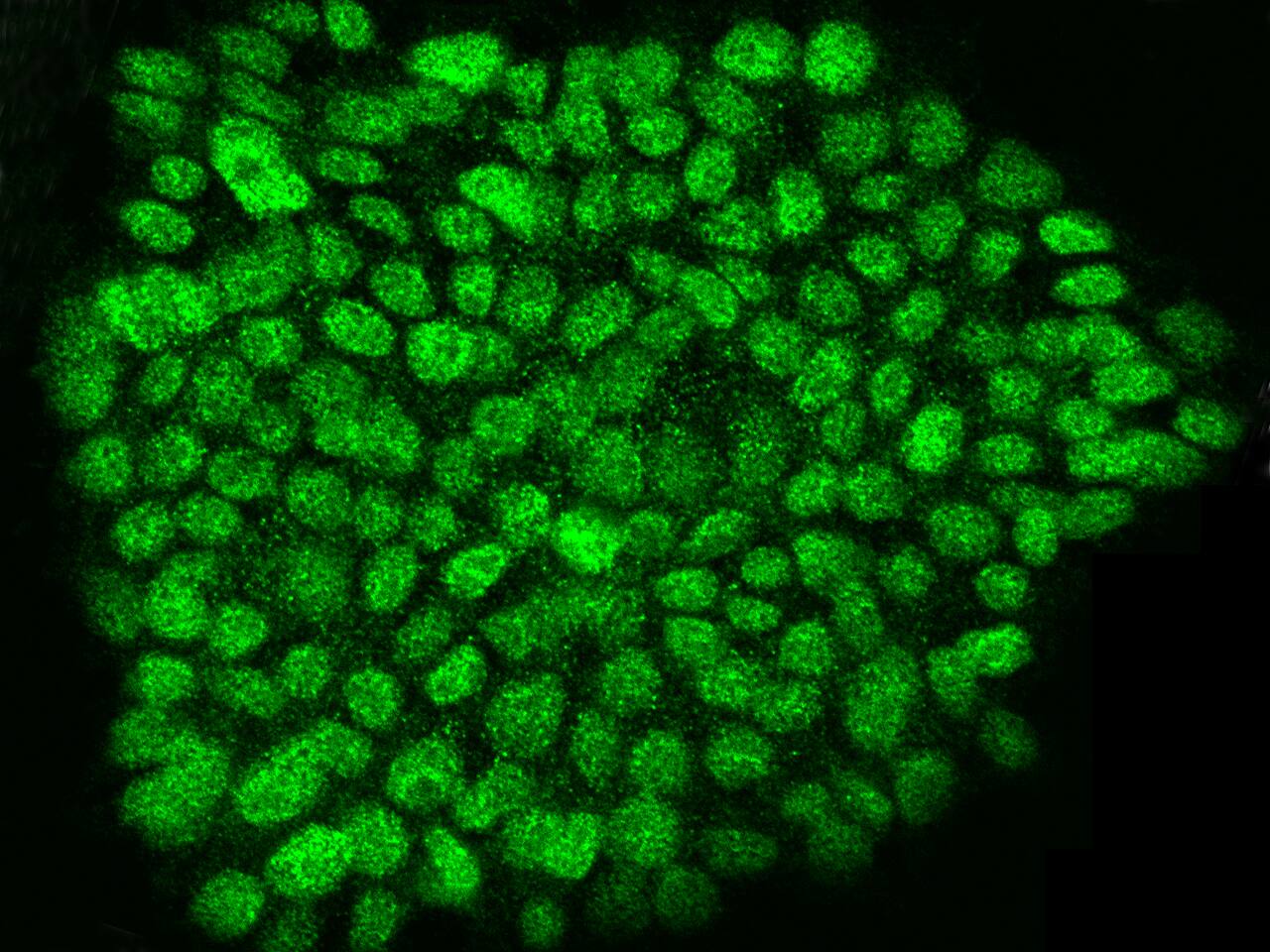 DPPA2 Antibody - Azide and BSA Free