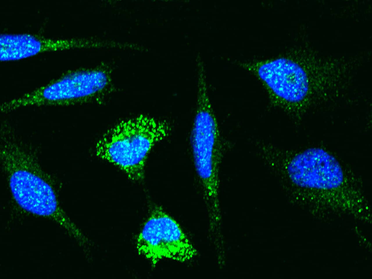 p38 beta/MAPK11 Antibody - Azide and BSA Free