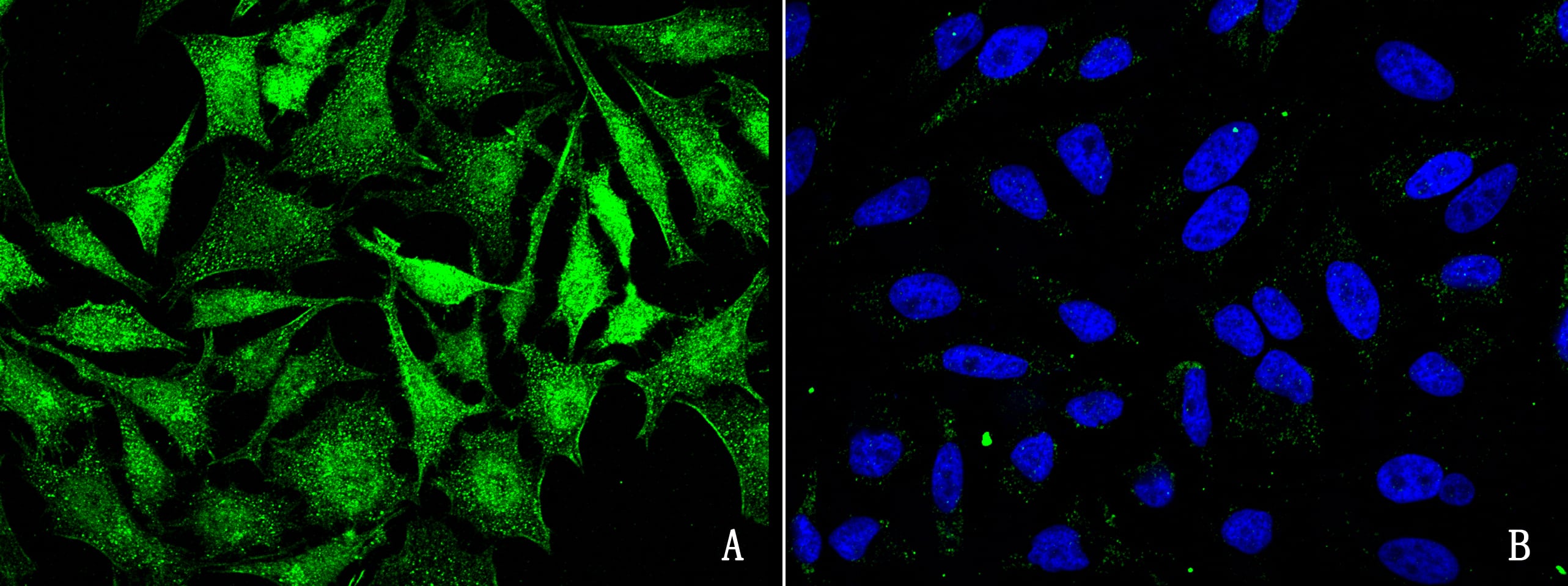 JNK2 Antibody - Azide and BSA Free