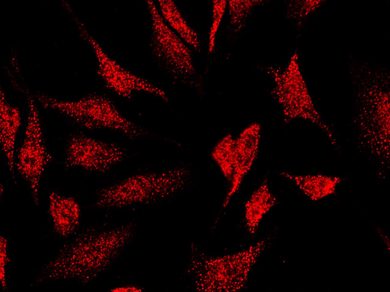 MEIS2 Antibody - Azide and BSA Free