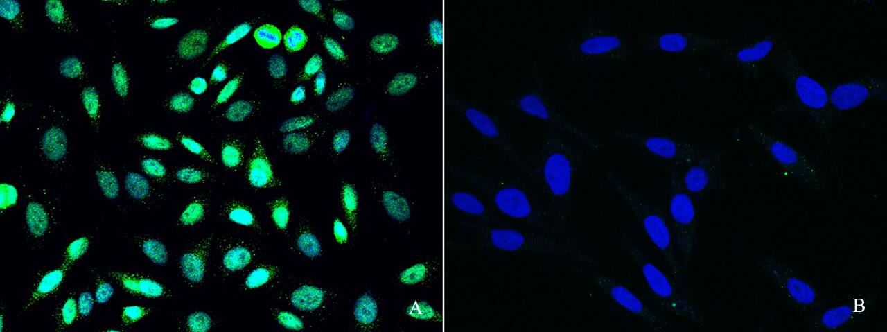 PRMT6 Antibody - Azide and BSA Free