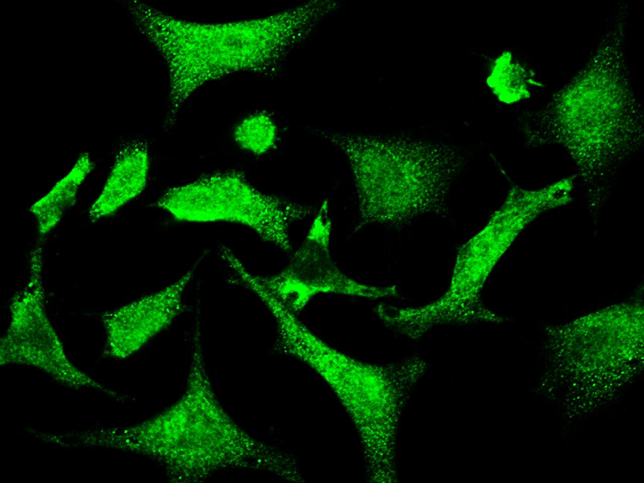 RNF11 Antibody - Azide and BSA Free