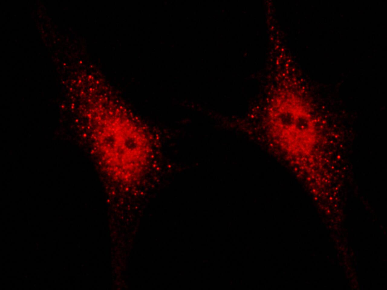 NEDP1/SENP8 Antibody - Azide and BSA Free