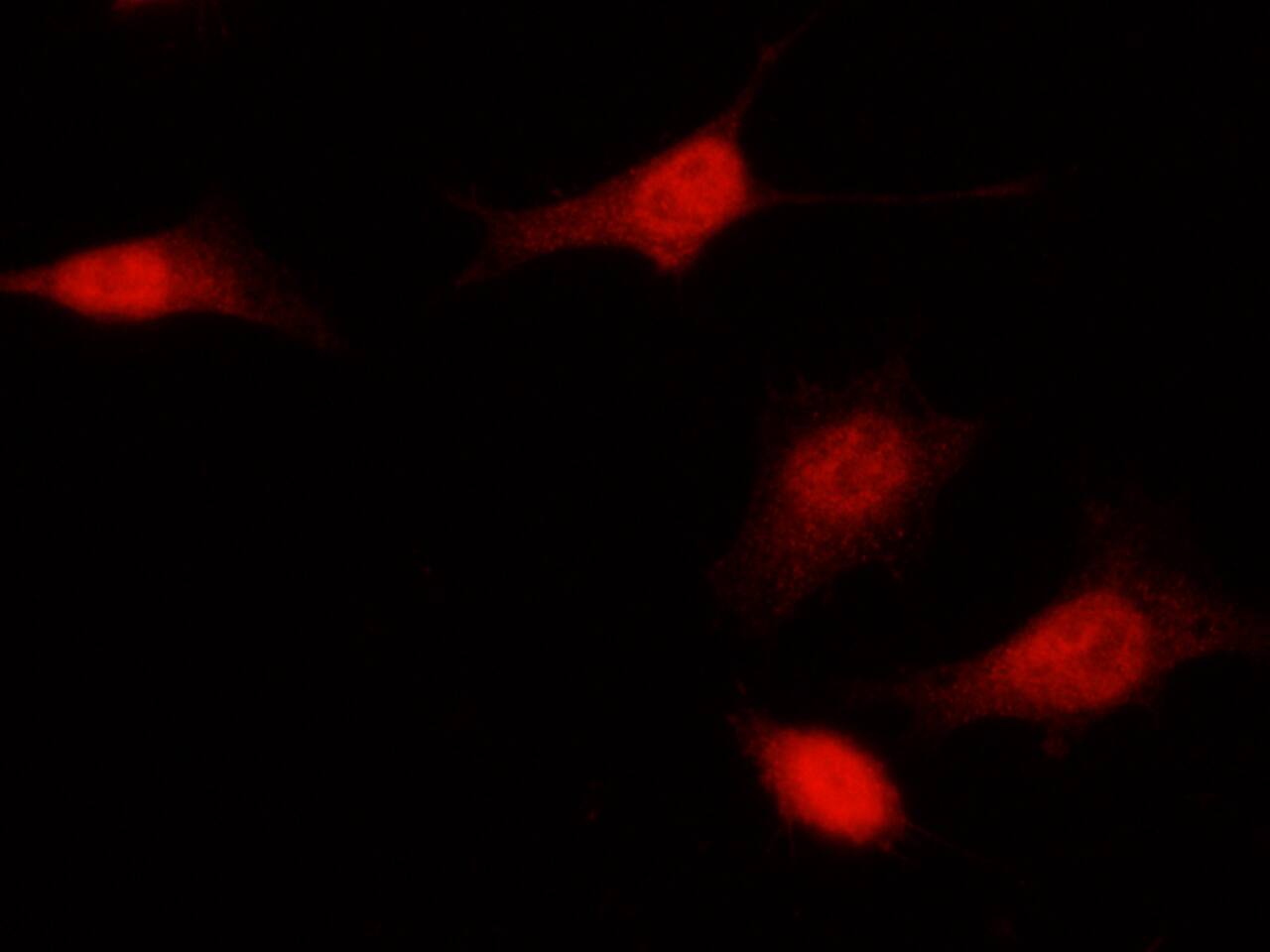 p16INK4a/CDKN2A Antibody - Azide and BSA Free