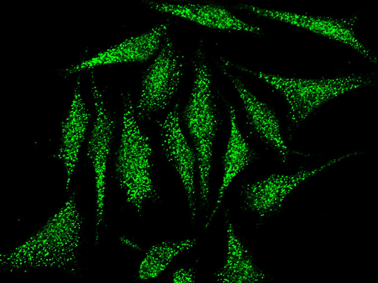 Cofilin 2 Antibody - Azide and BSA Free