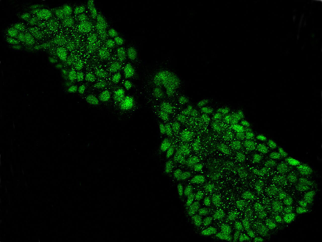 Neurogenin-2 Antibody - Azide and BSA Free