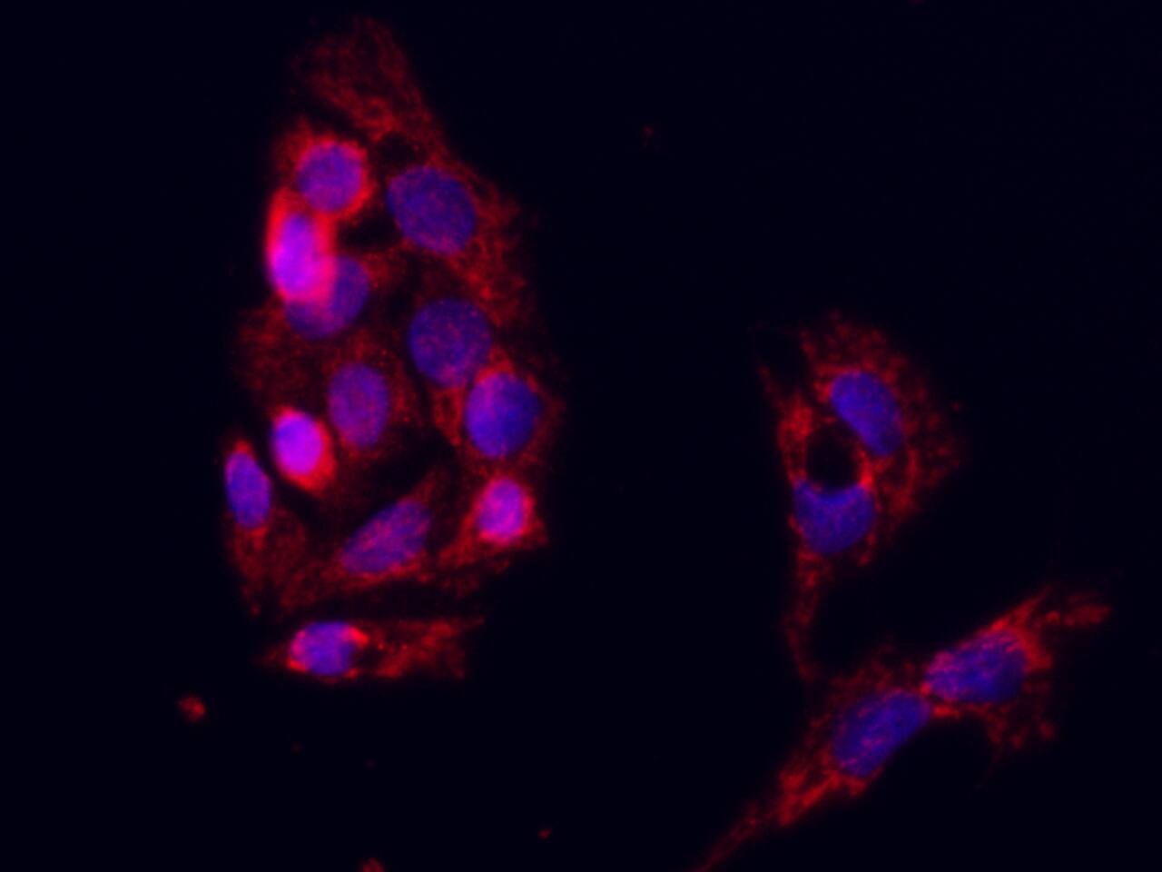 Integrin alpha E/CD103 Antibody - Azide and BSA Free