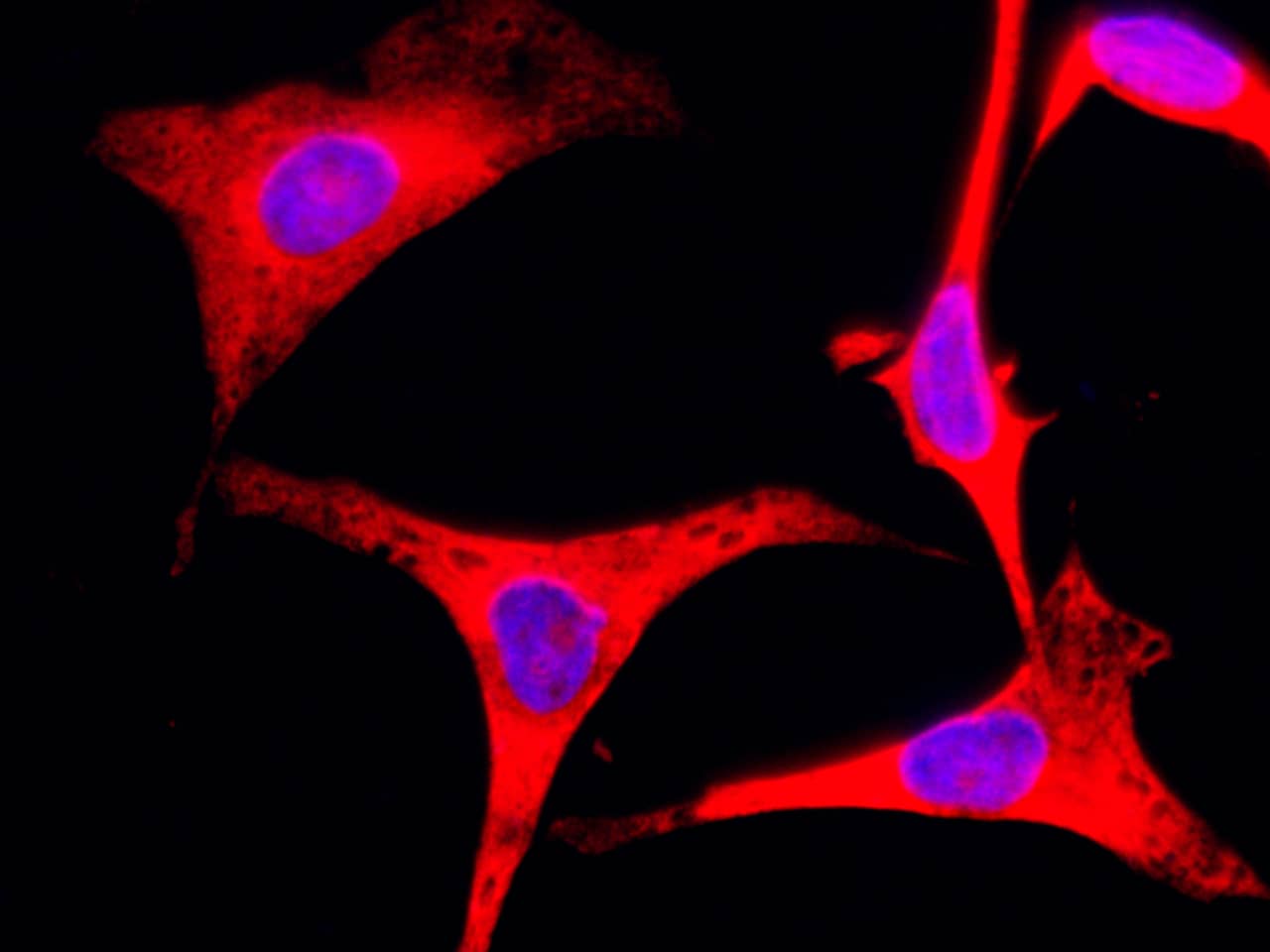 RPS3 Antibody - Azide and BSA Free
