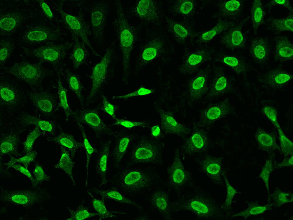XRCC2 Antibody - BSA Free
