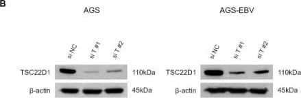 TSC22/TSC22D1 Antibody - Azide and BSA Free