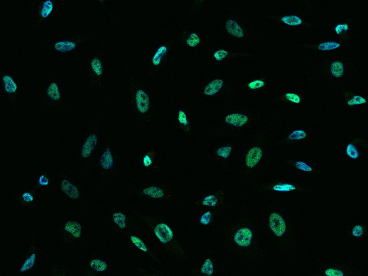 SIN3A Antibody - BSA Free