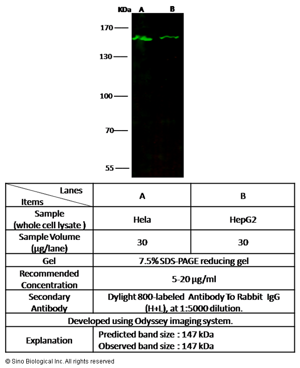 Lysine (K)-specific Demethylase 3A/KDM3A/JMJD1A Antibody - Azide and BSA Free