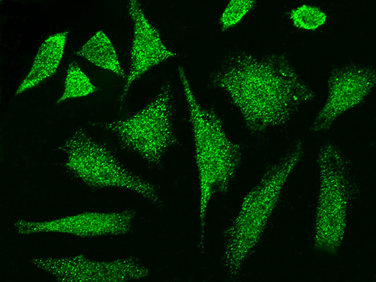 CCDC6 Antibody - Azide and BSA Free