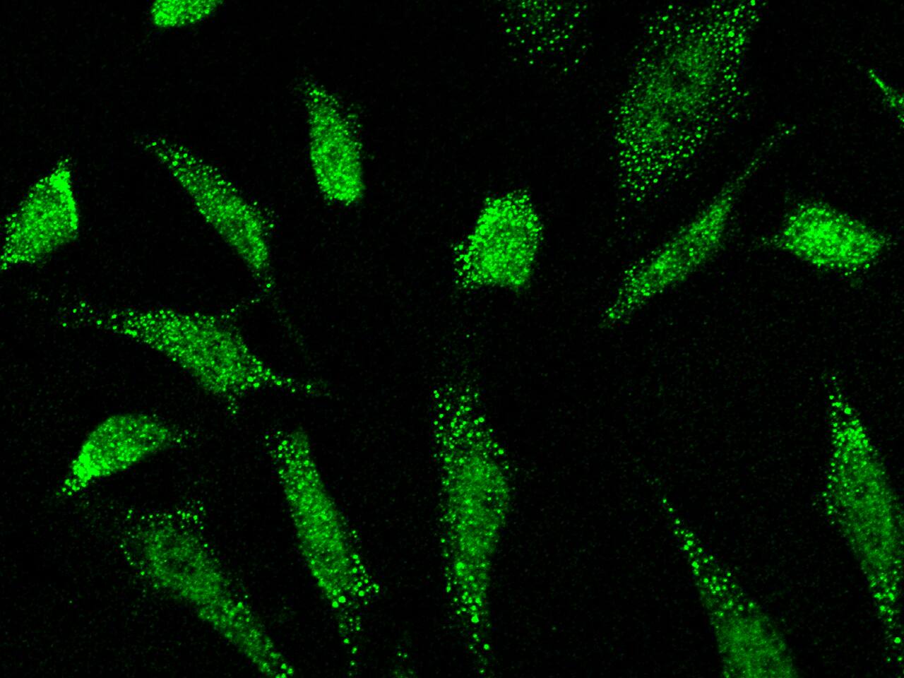 DAZ1 Antibody - Azide and BSA Free