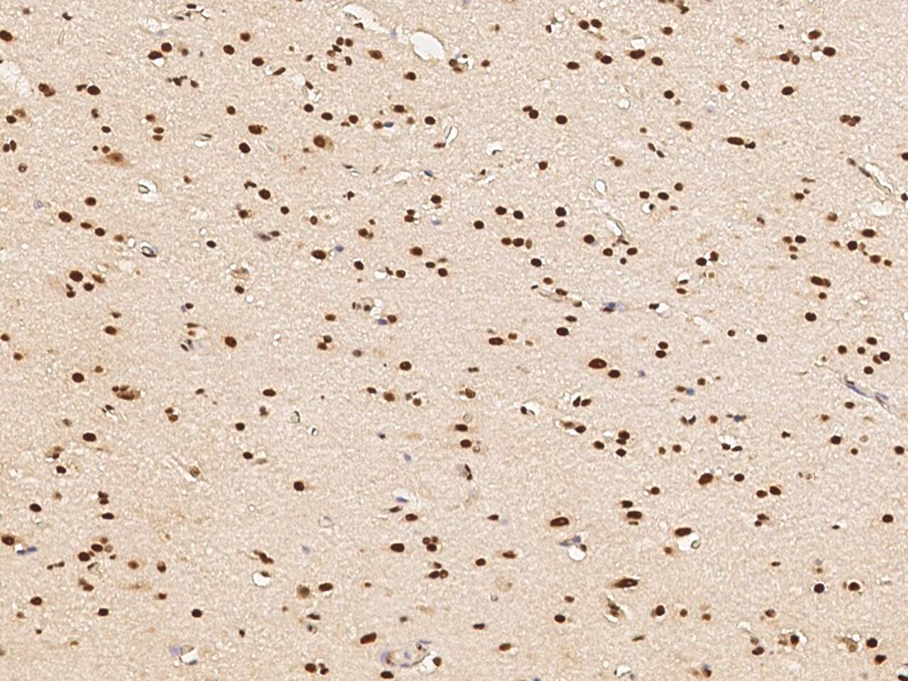 Myt1 Antibody - Azide and BSA Free