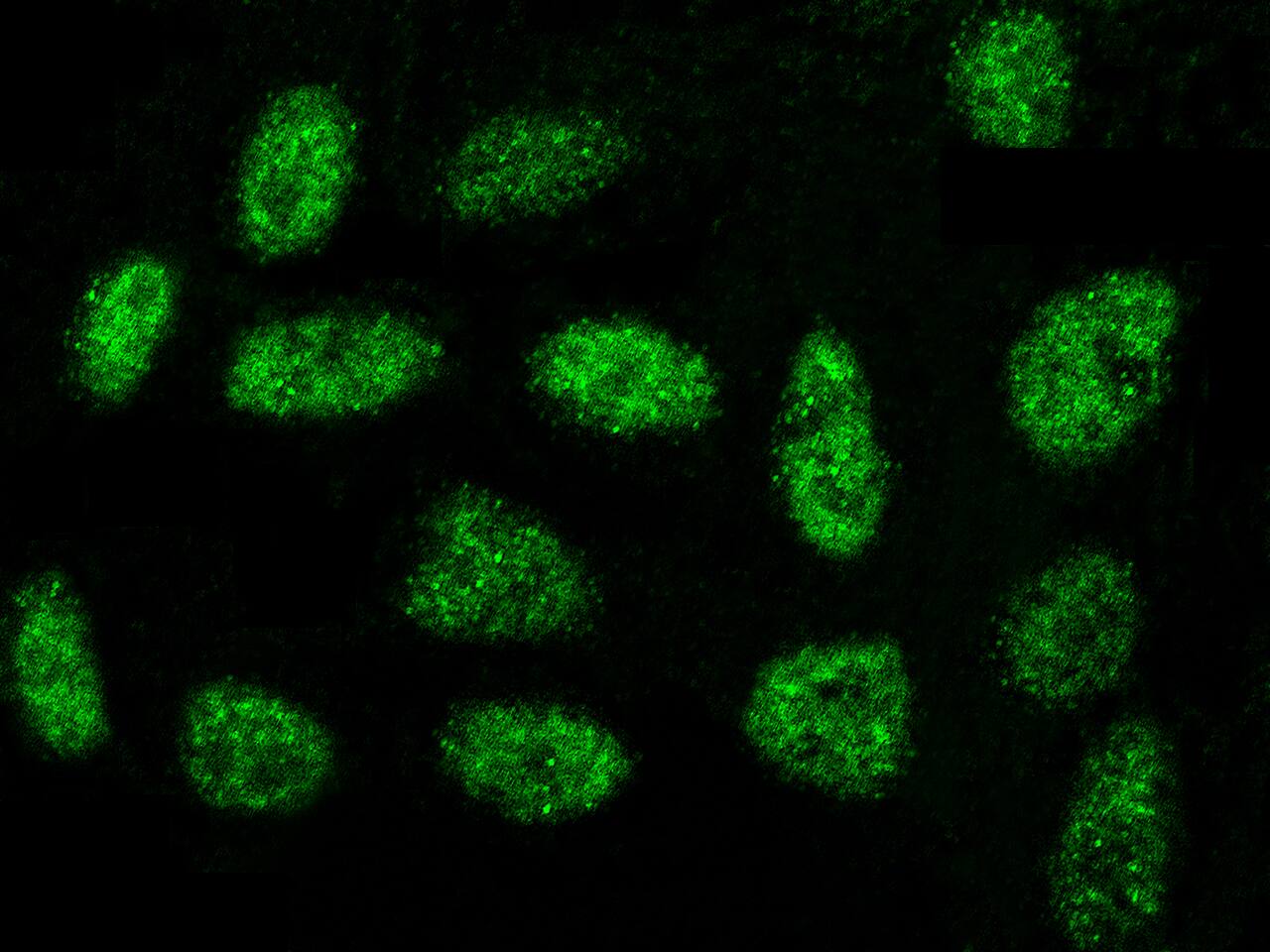 OBFC1 Antibody - Azide and BSA Free